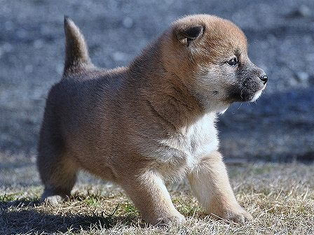 DSC_0913-shibainu-shibainu