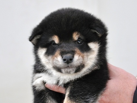 DSC_0927-shibainu