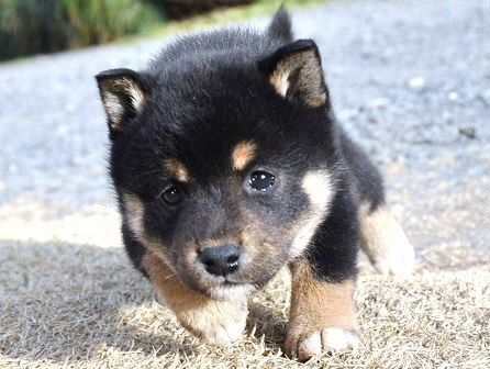 DSC_0929-shibainu