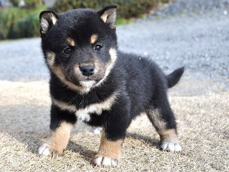 DSC_0941-shibainu