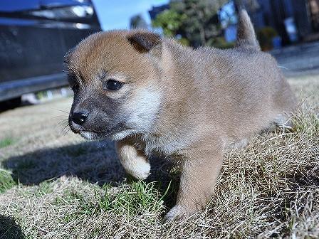 DSC_0988-shibainu-shibainu