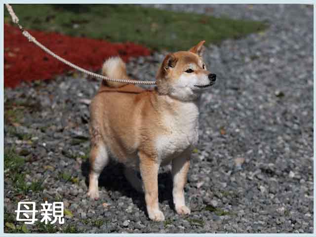 鳥羽の小夏号