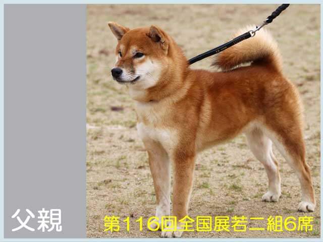 純犬紅丸号