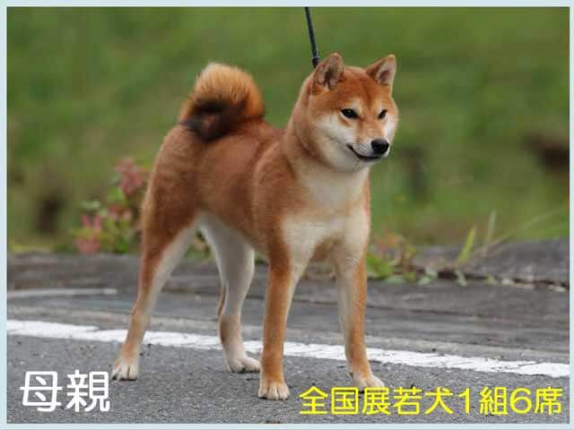 皇鈴の犬美号1