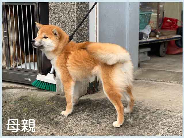 純犬司姫号