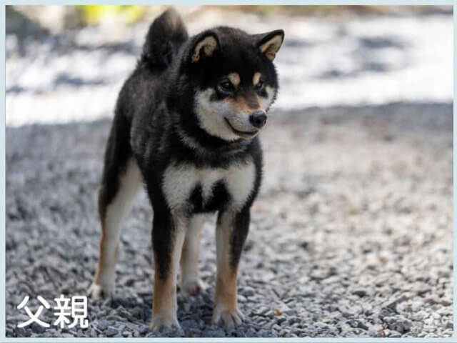 鳥羽の黒潮号