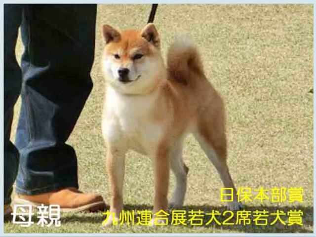 純犬真留姫号